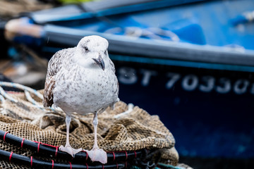 Mouette posée sur un bateau