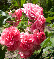 beautiful flowers growing in a flowerbed, a gift for March 8