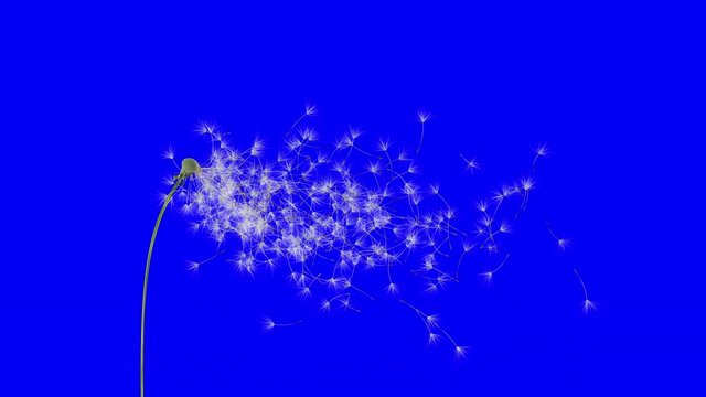 Dandelion Blue Screen 4K
