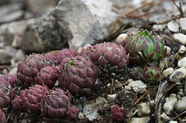 Group of wild plants Sempervivum tectorum growing on the limestone rock. Also known as common houseleek. Natural environment.
