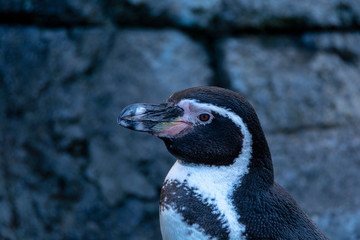 Naklejka premium Zoo Aalborg