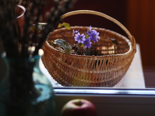 violet snowdrops hepatica in  the basket /spring background