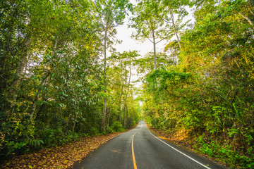 Obraz premium Tourist route in the national park area.11
