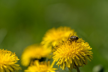 Honey bee collecting pollen on a dandelion