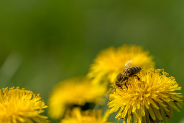 Honey bee collecting pollen on a dandelion