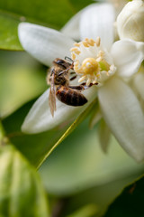 honey bee on orange tree blossom. close up macro flower photo