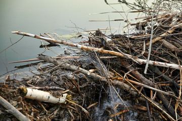 Beaver dam from branches, logs and mud. Beaver impoundment on forest river