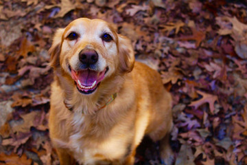 Lab in the Fall