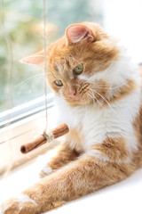 Red cat lying on a window sill. Ginger cat sleeping on soft white blanket, cozy home and relax concept, cute red or ginger little cat.