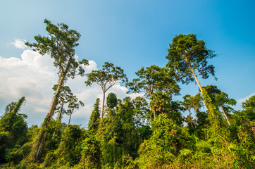 The green color of nature in the national park area.5