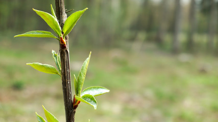 Fototapeta na wymiar Pappeln im Wald, Hintergrund 