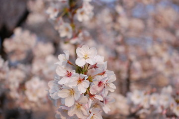 桜満開