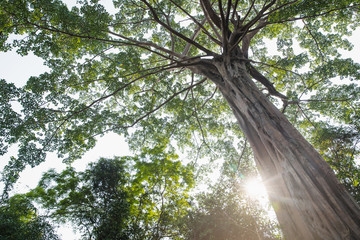 The canopy of tall trees framing a sky with the sun shining. Green leaves shining in the sun on blue sky background.