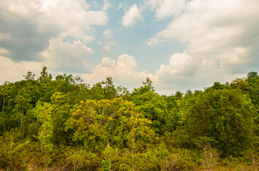 Fototapeta na wymiar The green color of nature in the national park area.2