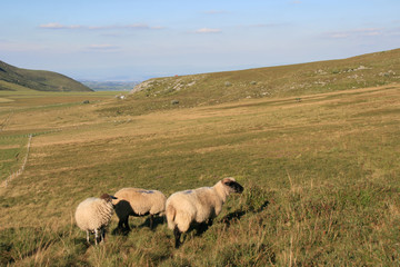 Sheeps (Auvergne - France)