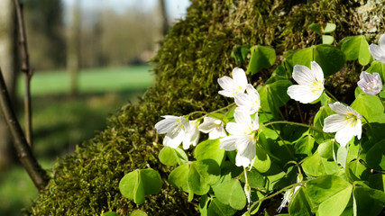 Hahnenfußgewächse im Wald Buschwindröschen