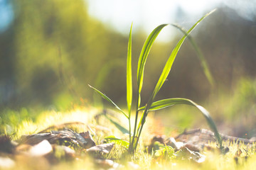 Nature blurred bokeh background. Defocus summer day. Springtime concept