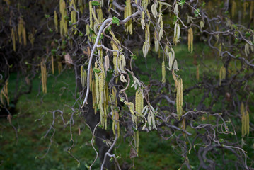Fototapeta premium Corylus avellana contorta