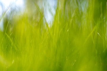 Nature blurred bokeh background. Defocus summer day. Springtime concept