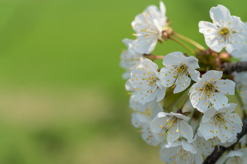 Apple tree blossoms and green background