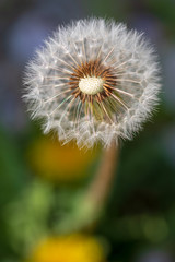 Fototapeta premium たんぽぽ