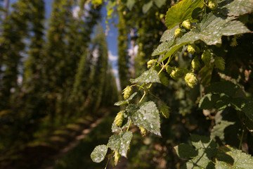 Hopfenfeld in der Hallertau