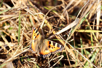 Aglais urticae, Nymphalis urticae. Macro. Butterfly on the bare stems of the grasses and late flowers