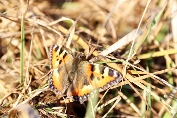 Aglais urticae, Nymphalis urticae. Macro. Butterfly on the bare stems of the grasses and late flowers