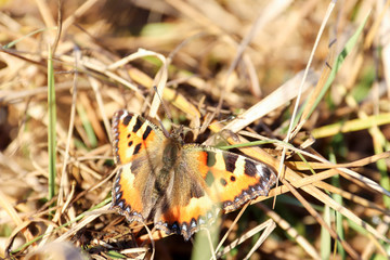 Aglais urticae, Nymphalis urticae. Macro. Butterfly on the bare stems of the grasses and late flowers