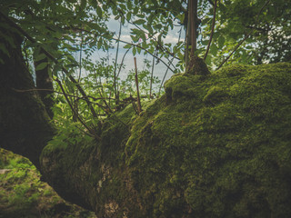 Fototapeta premium Autumn/Fall scene