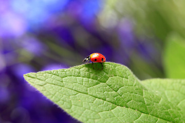 Lady bug on green leave of plant