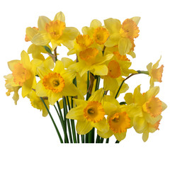 Daffodils isolated on the white background