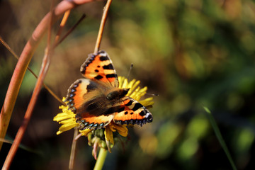 Aglais urticae, Nymphalis urticae. Macro. Butterfly on the bare stems of the grasses and late flowers
