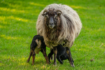 Two lambs and their mother in the grass
