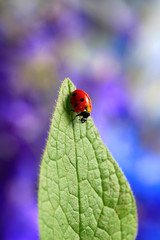 Lady bug on green leave of plant