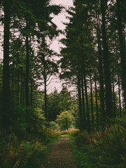 Fototapeta premium Woodland scene during autumn in the UK 2018. Image shows a section of an arboretum. 