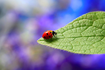 Obraz premium Lady bug on green leave of plant