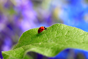 Ladybug on green leaf 