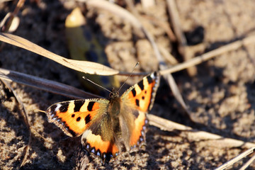 Aglais urticae, Nymphalis urticae. Macro. Butterfly on the bare stems of the grasses and late flowers