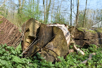 Baumstumpf
