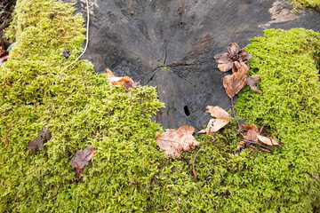 moss on beech trunk
