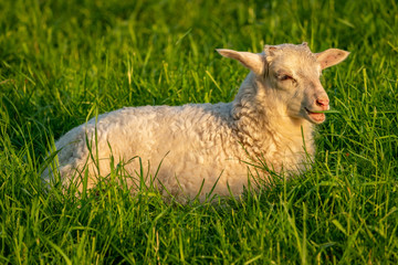 Naklejka premium A lamb on a meadow