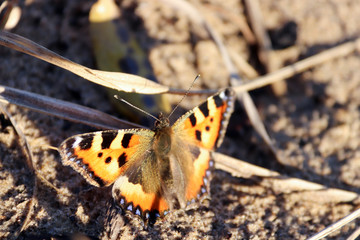 Aglais urticae, Nymphalis urticae. Macro. Butterfly on the bare stems of the grasses and late flowers