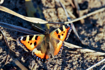 Aglais urticae, Nymphalis urticae. Macro. Butterfly on the bare stems of the grasses and late flowers