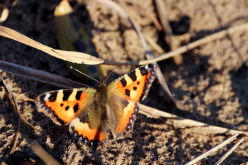 Aglais urticae, Nymphalis urticae. Macro. Butterfly on the bare stems of the grasses and late flowers
