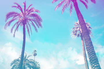 Fototapeta na wymiar Palm tree background. Italy Vintge Palm Trees