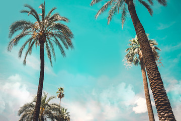 Palm tree background. Italy Vintge Palm Trees