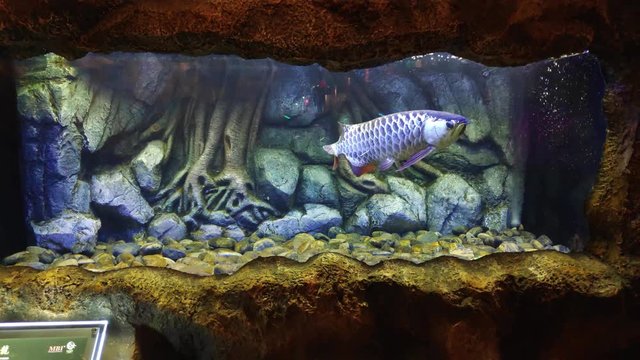 4K video view of arowana fish swimming in a aquarium with blue light