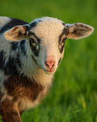 Curious lamb on a meadow looking into the camera