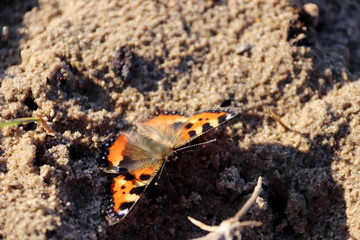 Aglais urticae, Nymphalis urticae. Macro. Butterfly on the bare stems of the grasses and late flowers
